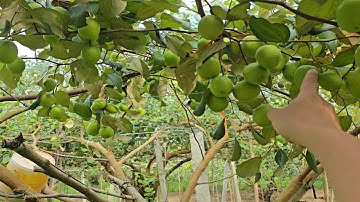 VƯỜN TÁO SIÊU ĐẸP VÀ ĐÓN ANH VƯỢT 70KM ĐẾN LẤY CÂY TÁO GIỐNG I NÚI ĐỒI LỤC NGẠN