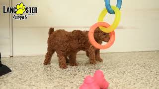 Sweet Toy Poodle Puppies