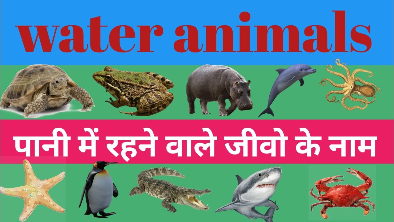 water animals name पानी में रहने वाले जानवरों के नाम हिंदी और