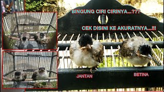 Download Lagu CARA MEMBEDAKAN ANAK KUTILANG JANTAN DAN BETINA,  CIRI CIRI JANTAN DAN BETINA ANAK KUTILANG MP3