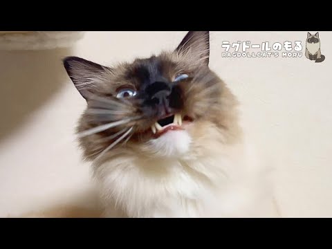 ナデナデするんじゃねぇ！😾