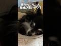 機嫌が悪いチワワ【うちのわんこ】 #shorts #うちのわんこ #チワワ