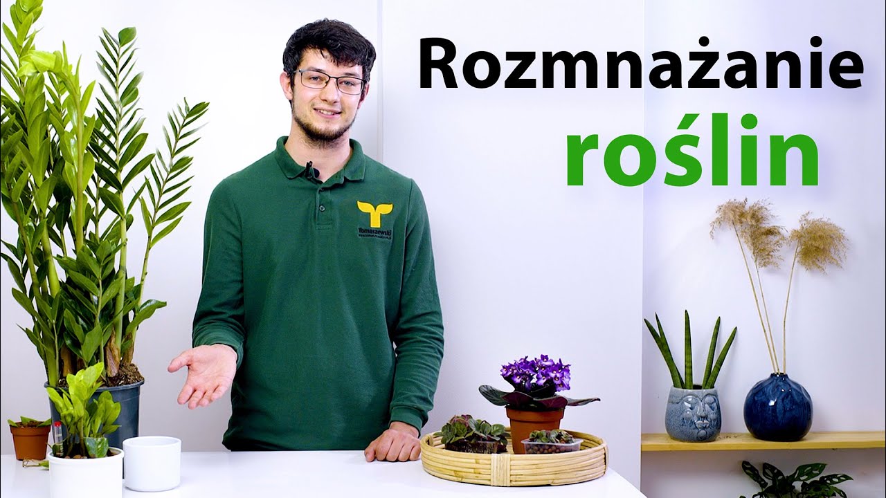 Rozmnażanie roślin🌿 Zamiokulkas zamiolistny | Fiołek afrykański