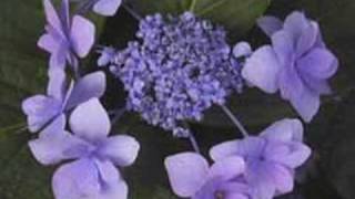 Hydrangea macrophylla (double) in Jogasaki coast.
