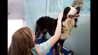 Tulsa SPCA rescues 64 hoarded dogs, seeks volunteers and donations