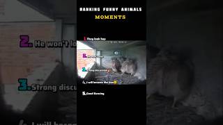 🤣 Viral Funny Cats &amp; Animals – Impossible Not to Smile #cat #funny #memes#animals