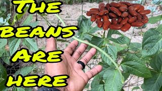 The beans are here (Episode 90) by The Amateur Aquaponics Guy 45 views 2 weeks ago 4 minutes, 45 seconds