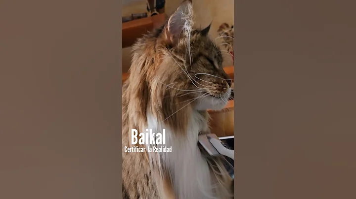 Watch the video about Certificar la Realidad #Baikal.Vivo25_293 Maine Coon #mainecoon #cat #gato #shorts