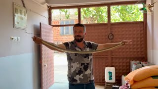 Evin avlusuna giren yılanı aldık