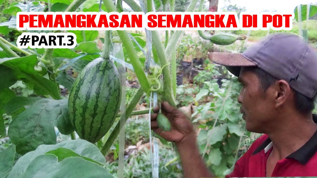 PEMANGKASAN SEMANGKA DI POT AGAR BUAH CEPAT BESAR #  PART 3