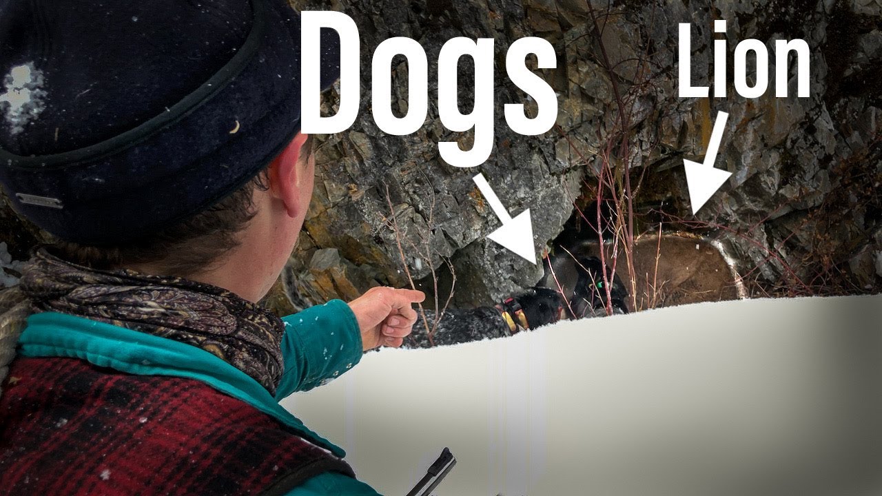 Giant Mountain Lion Killed in a CAVE - YouTube