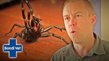 Tim Faulkner Finds Two Funnel Web Spiders In Friends House! | Bondi Vet