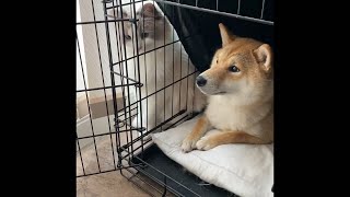 Pompom( ragdoll cat ) invite Riko( Shiba Inu dog) to play together❤️