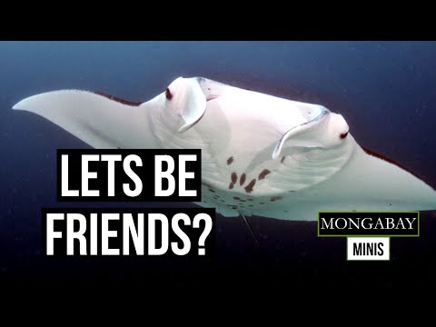 Reef manta rays are picky about their friends