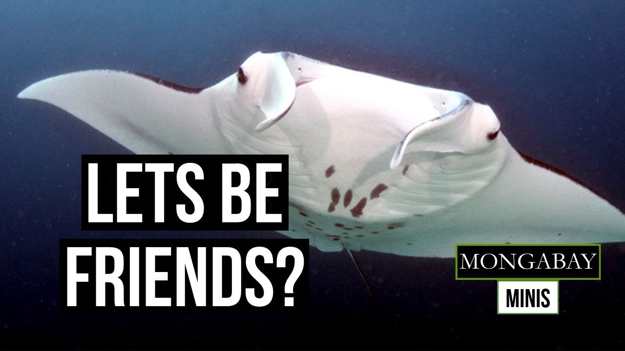 Reef manta rays are picky about their friends