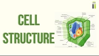 A-Level Biology Revision - Part 2.3 - Cell Structure