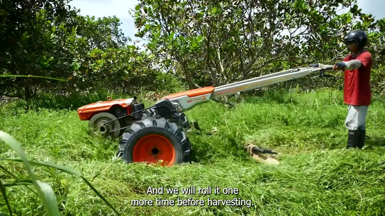 ៣. ការបង្កើនសុខភាពដីក្នុងចម្ការស្វាយចន្ទីដោយប្រើប្រាស់ដំណាំគម្របដី