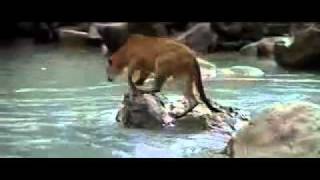 فلم قصير لدب صغير شاف الموت