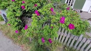 Exploring The Town Of Seydisfjordur, Iceland