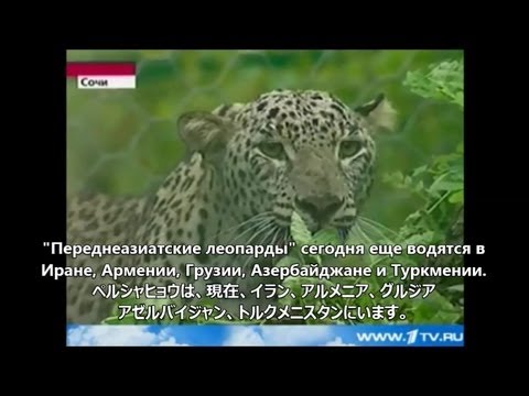 プーチンがソチでヒョウを放つ ロシアtv Youtube