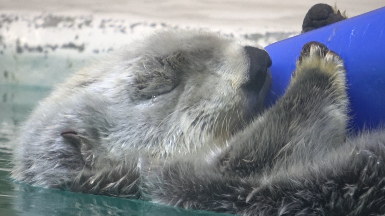 【ラッコ】キラちゃんパイロンを乗せて メイちゃんの前をすぃーっと流れ寝る