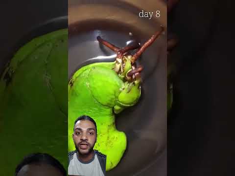 زراعة بزور المانجو Nature Garden Plants Fruit Houseplants Planting Seeds Timelapse 