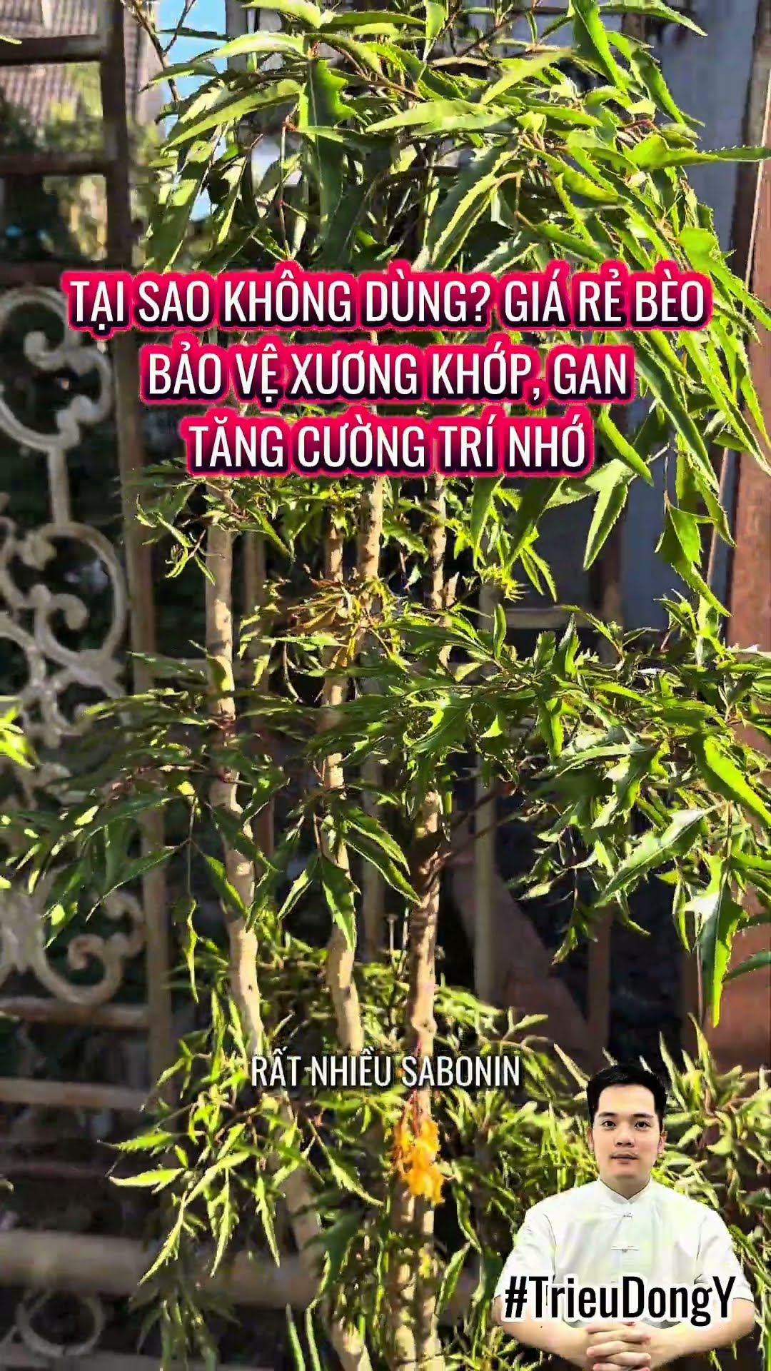 Đinh Lăng Giúp Chắc Khoẻ Xương Khớp, Bảo Vệ Gan, Tăng Trí Nhớ Tại Sao Cô Bác Không Dùng?