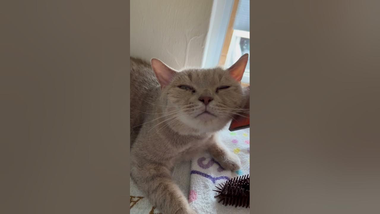 Brushing my cat YouTube