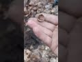1950s Ring