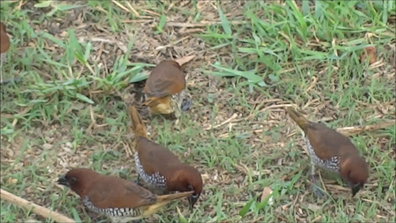 COMMON BIRDS OF CAUVERY DELTA 17 SCALY BREASTED MUNIA