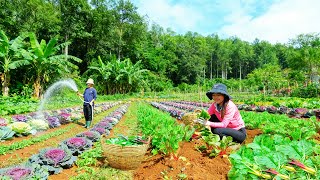 Download Lagu Harvest Rainbow Chard to Sell at the Market, Cook Stuffed Rainbow Chard Rolls – Garden Life MP3