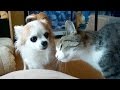 猫のしつこい頭突きに怒る犬