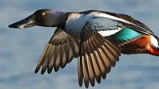 Colourful Shoveler Flying / Northern Shoveler Duck Swimming / Duck call sound / North American duck by BEAUTIFUL WORLD 1,400 views 1 year ago 3 minutes, 51 seconds