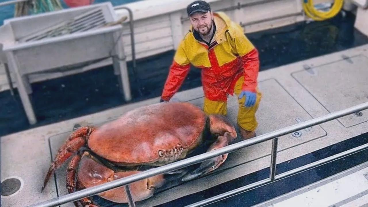 The World’s Most Dangerous Crustaceans Revealed!