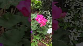 Crystal City #plantideas #containergarden #perennials #urbangardenideas #ihavethisthingwithplants