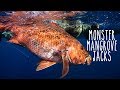 Spearfishing MONSTER Mangrove Jacks & Mulloway in Queensland (Underwater Ally Adventures) Ep.18