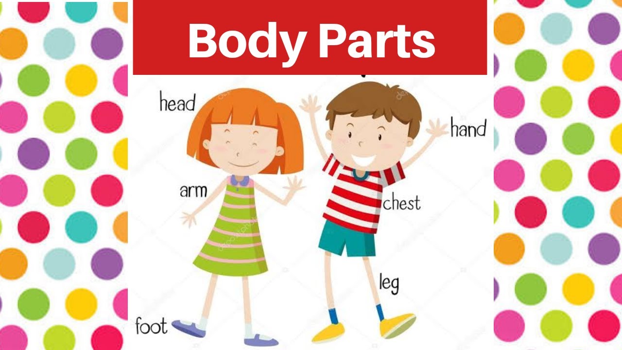 Body Parts YouTube