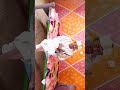 وتر عبدو ابوحرير العزيف محمد أحمد