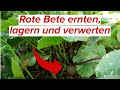 Rote Bete ernten, lagern und verwerten
