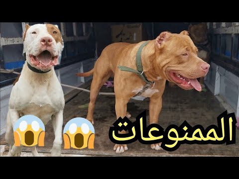 سوق القريعة للكلاب باقة من أخطر أنواع الكلاب بيتبول ستافوورشاير مالينوا روتوايلر الولعة