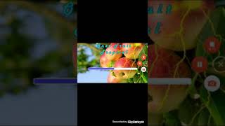 Permainan Onet Fruit Tropical screenshot 5