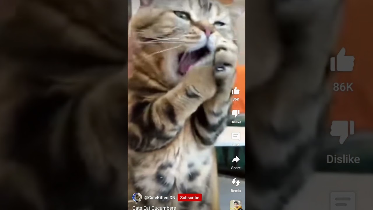 @5MinuteCraftsYouTube  ‎@YouTubeViewers  ‎@YouTubeShowsUS  ‎@CRACKSYOUTUBE  ‎@1MILLION_Dance@BTS