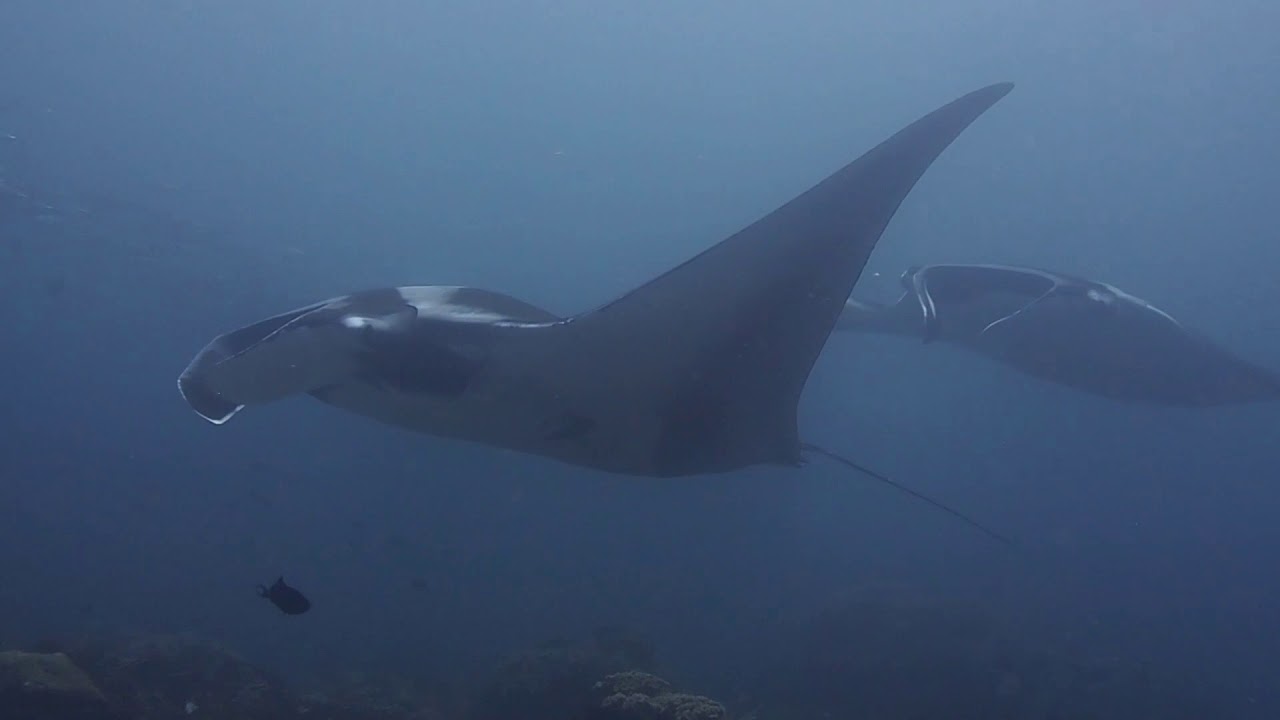 MAGIC OCEANIC MANTAS at Indo Syren