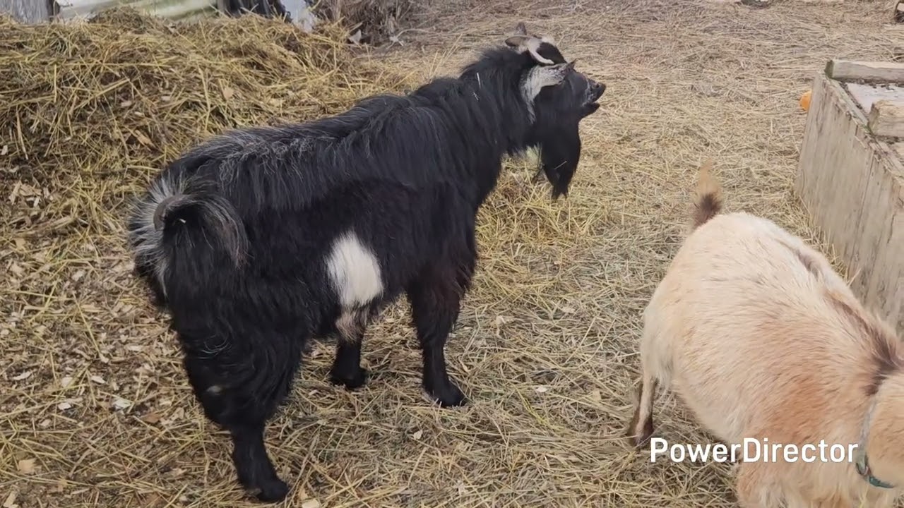 Загон для разведения на следующее утро