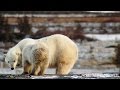 view A Lucky Break for a Starving Polar Bear Mom and Her Cub digital asset number 1