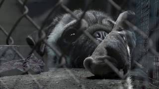 The Cruel And Commercial Life Of A Puppy Farm Mum