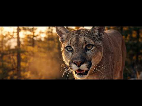 PUMA GRUPO ELECTROLUX - VÍDEO APRESENTAÇÃO PROJETO