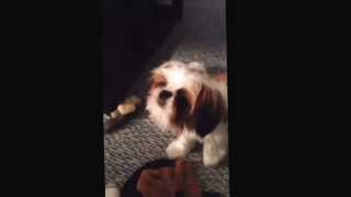 Orion Playing With Squirrel. Daddy Making It Squeak. And Orion Howlingsinging. Cute Puppy Dog.