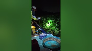 Câu cá Tra đêm ao lục bình cùng Mồi Câu Cá Kể#moicaucake