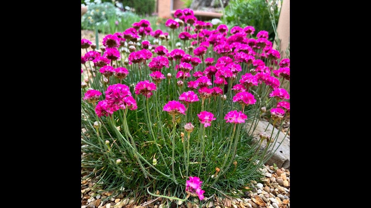 Primorski karanfil-Armeria. Vreme je za razmnožavanje ove nezahtevne trajnice.